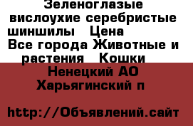 Зеленоглазые вислоухие серебристые шиншилы › Цена ­ 20 000 - Все города Животные и растения » Кошки   . Ненецкий АО,Харьягинский п.